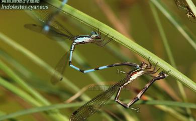 Indolestes cyaneus (Selys, 1862) 青紋絲蟌