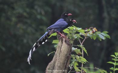 Urocissa caerulea Gould, 1863 臺灣藍鵲