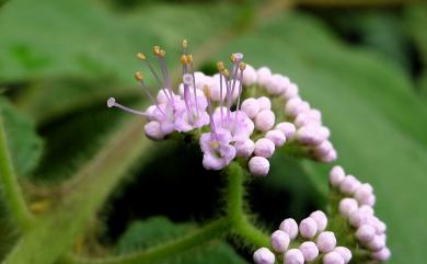 Callicarpa pilosissima Maxim. 細葉紫珠