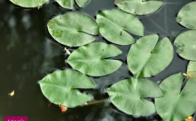 Nuphar pumila (Timm) DC. 臺灣萍蓬草