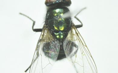 Ceylonomyia nigripes (Aubertin, 1932) 烏足錫蠅