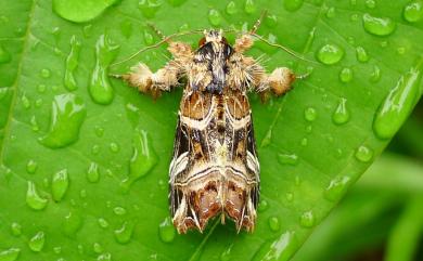 Callopistria repleta Walker, 1858 紅暈散紋夜蛾