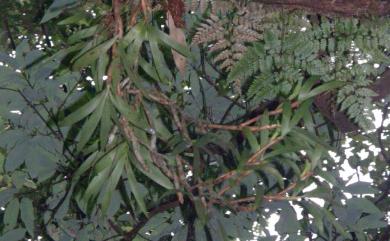 Pinalia copelandii 樹絨蘭
