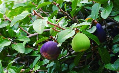 Ficus pumila L. 薜荔