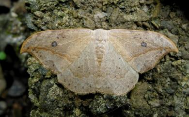 Drepana pallida nigromaculata Okano, 1959 一點鉤蛾