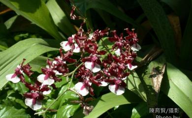 Oncidium flexuosum G.Lodd. 文心蘭