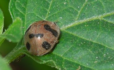 Henosepilachna vigintioctopunctata (Fabricius, 1775) 茄二十八星瓢蟲