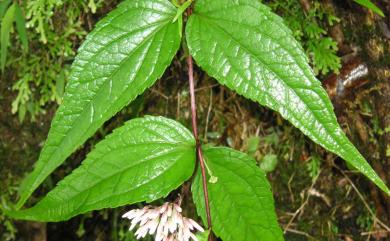 Eupatorium shimadae 島田氏澤蘭