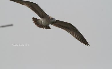 Larus crassirostris Vieillot, 1818 黑尾鷗