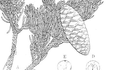 Picea morrisonicola 臺灣雲杉