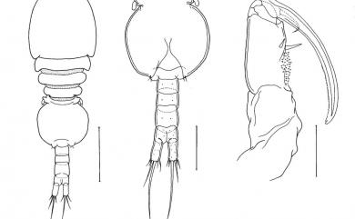 Allopodion ryukyuensis Kim I.H. & Yamashiro, 2007 琉球異錨珊虱