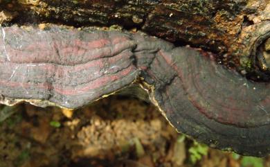 Earliella scabrosa (Pers.) Gilbn. & Ryvarden 粗糙春孔菌