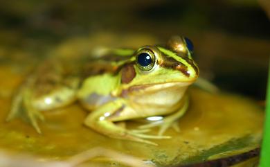 Pelophylax fukienensis (Pope, 1929) 金線蛙