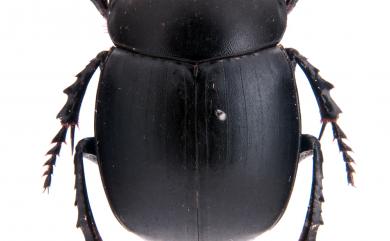 Synapsis masumotoi Ochi, 1992 益本聯蜣螂
