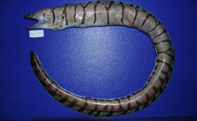 Gymnothorax ypsilon Hatooka & Randall, 1992 丫環裸胸鯙