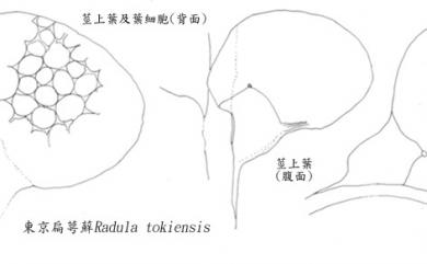 Radula tokiensis Steph. 東京扁萼蘚