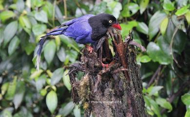 Urocissa caerulea Gould, 1863 臺灣藍鵲