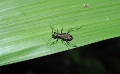 Cylindera kaleea kaleea (Bates, 1866) 深山小虎甲蟲(原名亞種