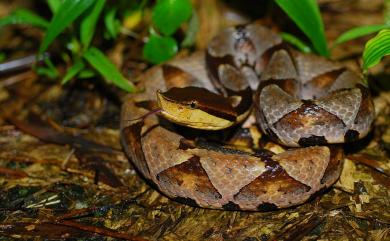 Deinagkistrodon acutus (Günther, 1888) 百步蛇