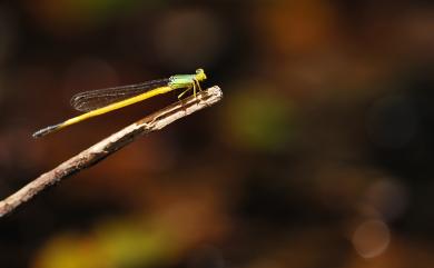 Ceriagrion fallax fallax Ris, 1914 昧影細蟌