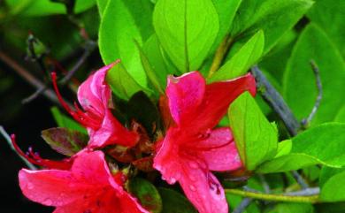 Rhododendron simsii 唐杜鵑