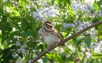 Emberiza chrysophrys Pallas, 1776 黃眉鵐