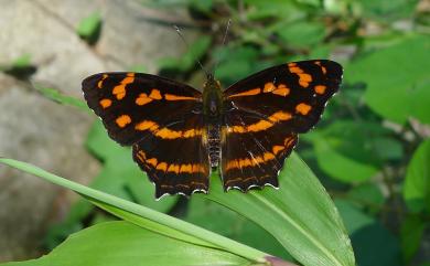 Symbrenthia lilaea formosanus Fruhstorfer, 1908 散紋盛蛺蝶