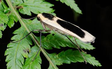 Thysanoptyx incurvata (Wileman & West, 1928)