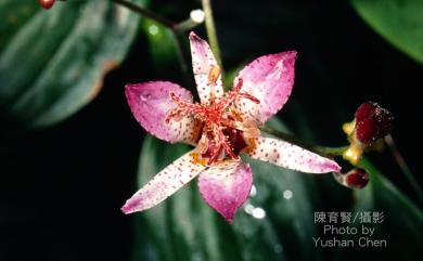 Tricyrtis formosana var. formosana Baker 1879 臺灣油點草