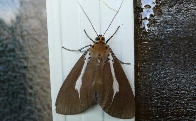 Asota heliconia zebrina (Butler, 1877) 圓端擬燈蛾