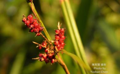 Carex baccans 紅果薹