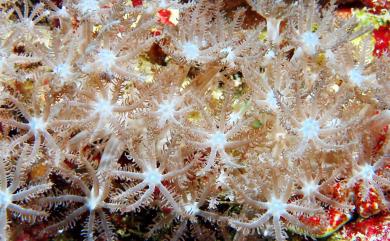 Anthelia philippinense Roxas, 1933 菲律賓羽花珊瑚