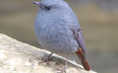 Phoenicurus fuliginosus affinis (Ogilvie-Grant, 1906) 鉛色水鶇