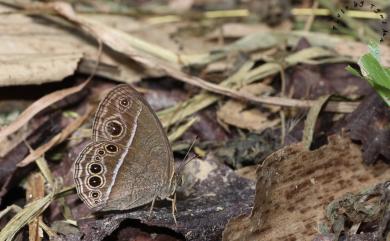 Mycalesis sangaica mara Fruhstorfer, 1908 淺色眉眼蝶