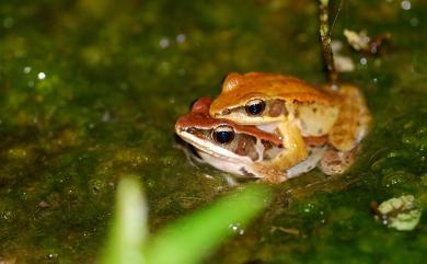 Hylarana latouchii (Boulenger, 1899) 拉都希氏赤蛙