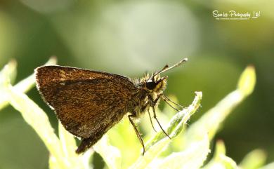 Aeromachus bandaishanus Murayama & Shimonoya, 1968 萬大弧弄蝶