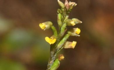 Zeuxine flava (Wall. ex Lindl.) Trimen 黃花線柱蘭