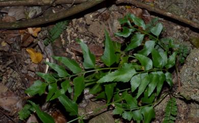 Asplenium polyodon 革葉鐵角蕨