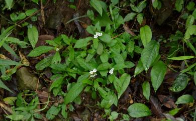 Rhynchotechum brevipedunculatum 短梗同蕊草