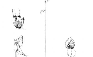 Utricularia bifida L. 挖耳草