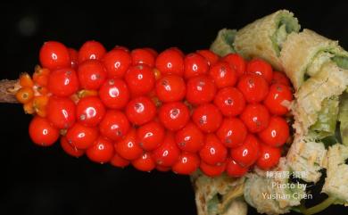 Alocasia odora 姑婆芋