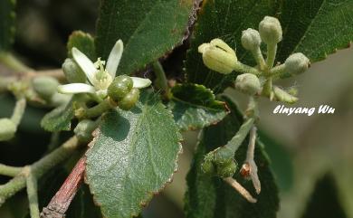 Grewia rhombifolia Kaneh. & Sasaki 菱葉捕魚木