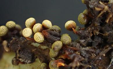 Physarum oblatum Macbr. 扁圓絨泡黏菌