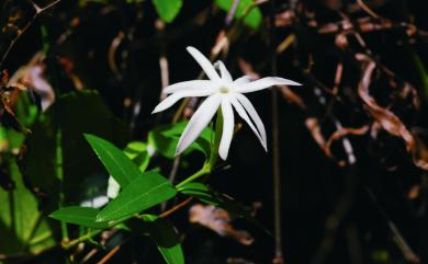 Jasminum nervosum 山素英