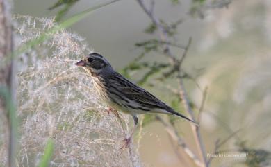 Emberiza spodocephala sordida (Blyth, 1844) 黑臉鵐(華南亞種)