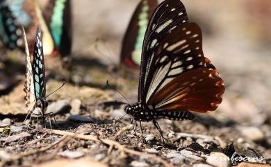 Papilio agestor matsumurae Fruhstorfer, 1909 斑鳳蝶