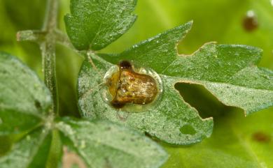 Cassida sigillata (Gorham, 1885) 歪紋龜金花蟲