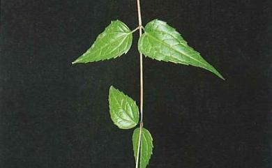 Eupatorium clematideum var. clematideum 田代氏澤蘭
