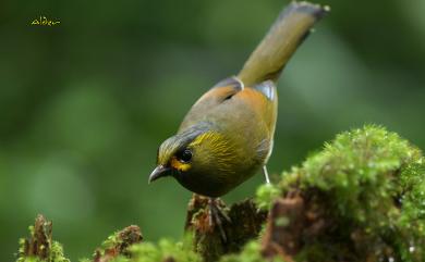 Liocichla steerii Swinhoe, 1877 黃胸藪眉