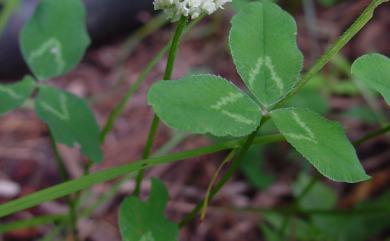 Trifolium repens L. 菽草